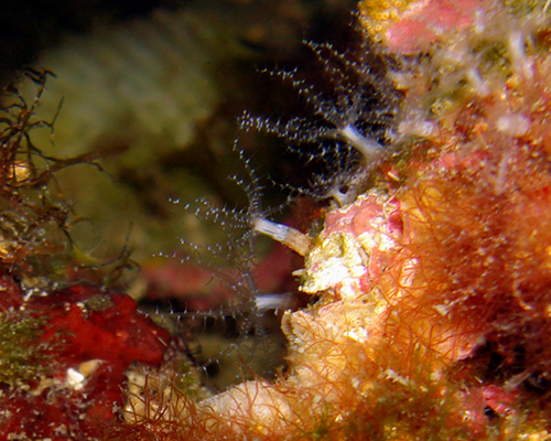 Ottocoralli molli: Cornularia cornucopiae